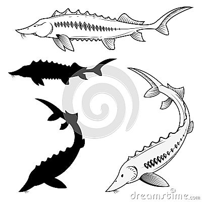 Set of sturgeon vector illustrations Vector Illustration