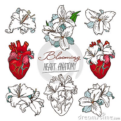 Set of stylized anatomical Human Heart and White Lilies drawings. Vector Illustration