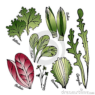 Set of stylized hand-drawn leaves of different varieties of lettuce. Vector Illustration