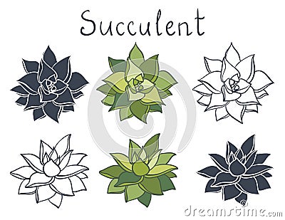 Set succulent plant in the desert collection Vector Illustration