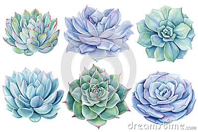 Set of succulent plants watercolor isolated on white background. Watercolor Botanical illustration. Set of echeveria Cartoon Illustration