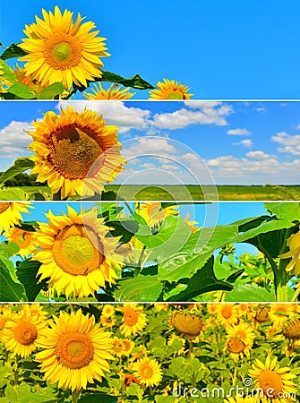 Set of sunflower backgrounds Stock Photo