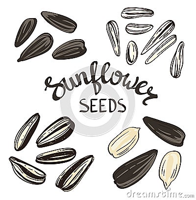 Set of Sunflower seeds with Vintage Stylized Lettering. Vector Illustration