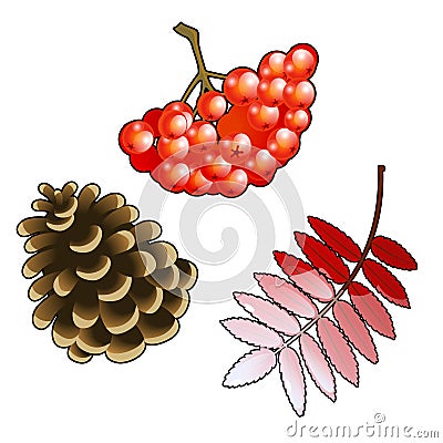 The set of symbols of autumn. Bunch of red Rowan berries, leaf and pine cone isolated on a white background. Vector Vector Illustration