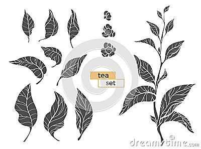 Set of tea bush branches. Vector black silhouette on white background Vector Illustration