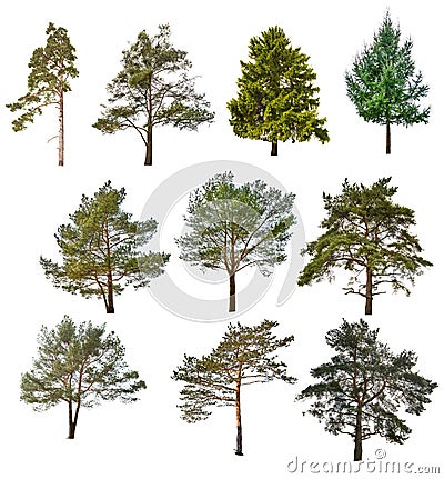 Set of ten coniferous trees isolated on white Stock Photo