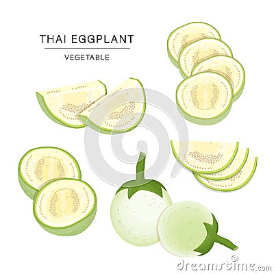 Set of Thai Eggplant Vegetable Slices. Organic and healthy food isolated element Vector illustration. Vector Illustration