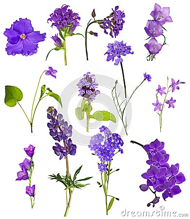Set of thirteen lilac flowers isolated on white Stock Photo