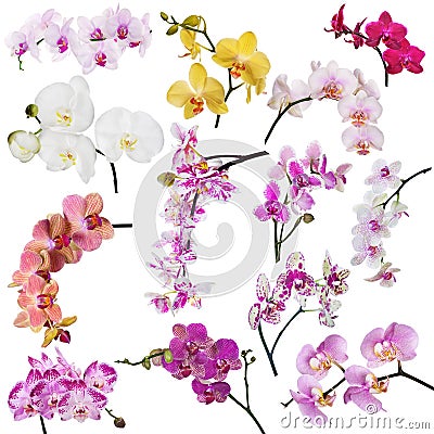 Set of thirteen orchid flowers branches isolated on white Stock Photo