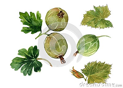 Set of three berries of a gooseberry and four green leaflets. Watercolor on white background Stock Photo