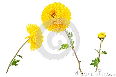 Set of three bright yellow chrysanthemums isolated on white background Stock Photo