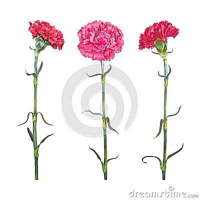 Set three Carnation Vector Illustration