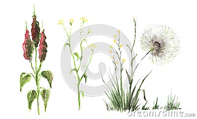 A set of three drawings of field herbs with flowers. Dandelion, rape, amaranth. Hand-drawn illustration on textured paper Cartoon Illustration