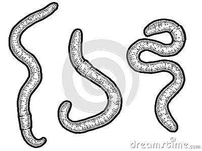Set three earthworm. Sketch scratch board imitation. Black and white. Cartoon Illustration