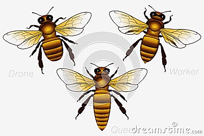 Set of Three Honey Bees. Queen and Worker and Drone. Detailed Vector Illustration