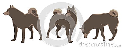 Set of three Husky dogs. Vector illustration on white background. Vector Illustration