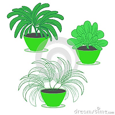 Set of three indoor garden ornamental plants with lush foliage in flower pots of green color on a white background Vector Illustration