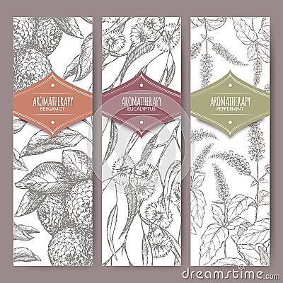 Set of three labels with bergamot, peppermint and eucalyptus sketch. Vector Illustration