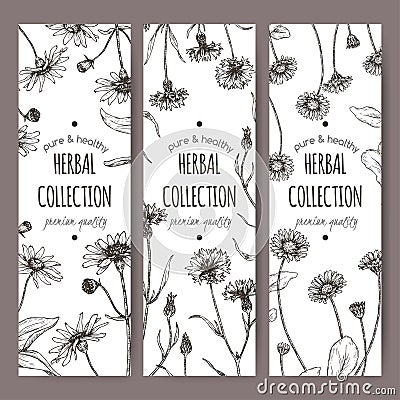 Set of three labels with mountain arnica, cornflower and daisy sketch. Vector Illustration