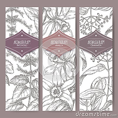 Set of three labels with patchouli, vanilla and cinnamon. Vector Illustration