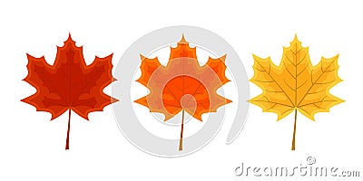 Set of three maple leaves. Autumn decoration vector illustratio Vector Illustration