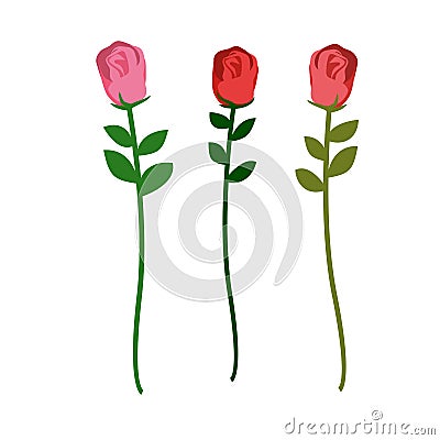 Set of three roses of different colors on a white background. Ve Vector Illustration