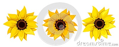 Set of three sunflowers. Vector illustration. Vector Illustration