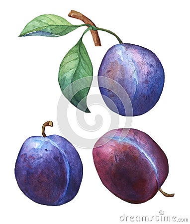 Set with three whole plum. Stock Photo