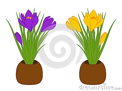 Set of three yellow and purple crocus in brown pots isolated on white background. Bouquet with crocus. Vector illustration Stock Photo