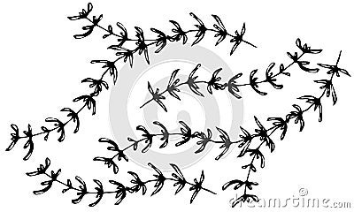 Set of Thyme Branch. Background with Aromatic Healing Herb. Fresh Cooking BBQ Ingredient. Steak Meat Spice. Hand Drawn Illustratio Stock Photo