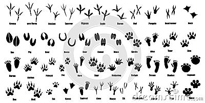 Set of traces of animals and birds. Collection of silhouetted footprints of wild animals. Vector illustration for Vector Illustration