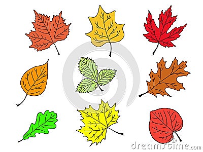 Set of tree leaves colourful silhouette Vector Illustration