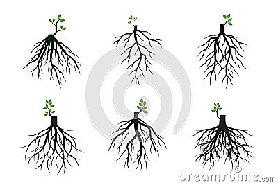 Set of Tree Roots and germinate limbs. Roots of plants. Vector Illustration Vector Illustration