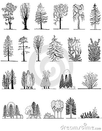 A set of tree silhouettes , for architectural or landscape design Vector Illustration