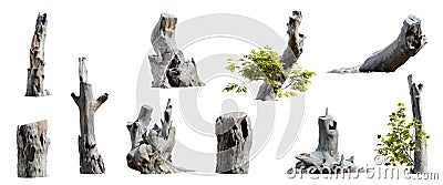Set of tree stumps isolated on white background. 3D render. Cartoon Illustration
