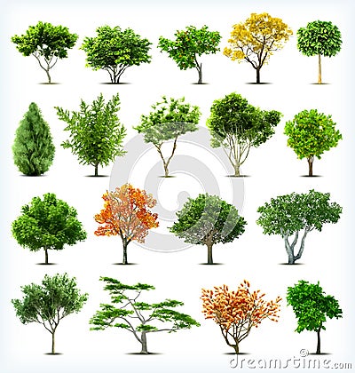 Set of trees isolated. Vector Vector Illustration