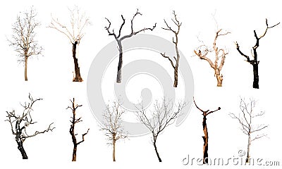 set of trees without leaves isolated on white background. Stock Photo