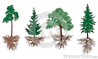 Set of trees with roots. Pine, spruces, oak with rootage. Vector illustration Vector Illustration