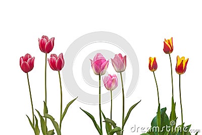 Set Triumph group tulips sorts Stock Photo