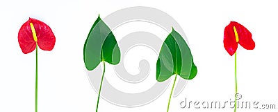 Set of tropical anthurium flowers on white. Stock Photo