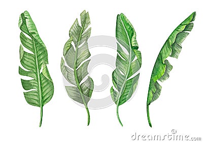 Set of Tropical banana green leaves watercolor illustration Cartoon Illustration