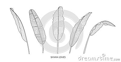 Set of tropical banana leaves drawn with lines. Isolated trendy tropical leaf pattern on white background. Botanical Vector Illustration