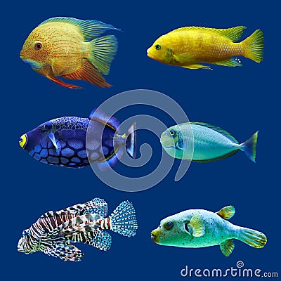 Set of tropical fish. Stock Photo