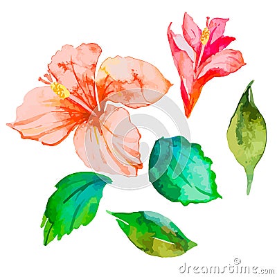 Set of tropical flowers. Hibiscus. Leaves. Watercolor vector. Vector Illustration