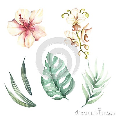 Set of tropical flowers and leaves. Watercolor illustration. Cartoon Illustration