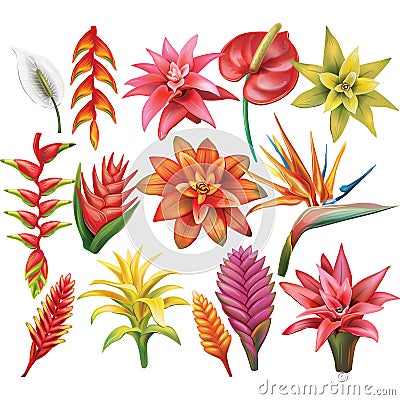 Set of Tropical Flowers Vector Illustration