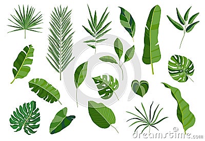 Set of tropical leaves. Different green leaf collection. Colorful vector illustration on white background in cartoon Vector Illustration