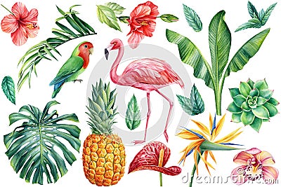 Set of tropical leaves, flowers, fruit and birds on an isolated white background, watercolor botanical illustration Cartoon Illustration