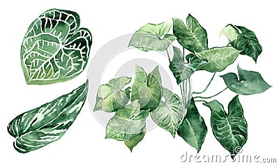 Set of tropical leaves. Jungle, botanical watercolor illustrations, floral elements, palm leaves, fern and others. Cartoon Illustration