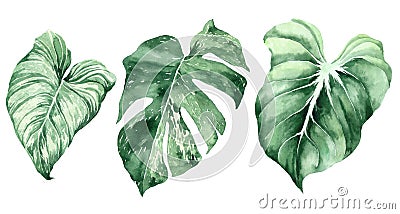 Set of tropical leaves. Jungle, botanical watercolor illustrations, floral elements, palm leaves, fern and others. Cartoon Illustration